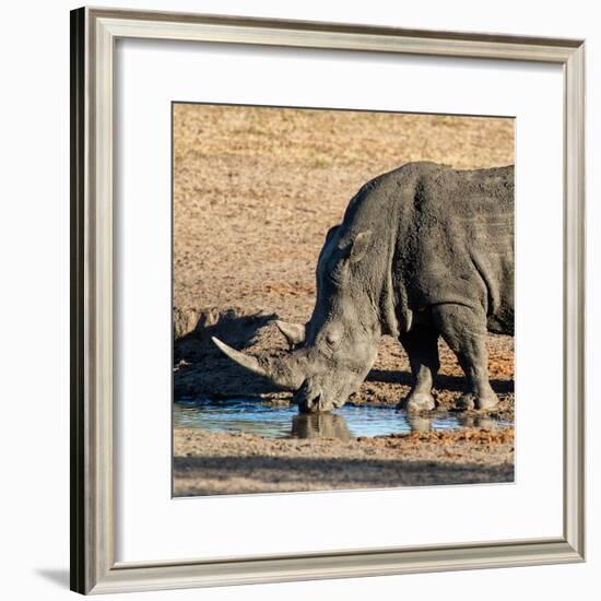 Awesome South Africa Collection Square - Black Rhino drinking from pool of water at Sunset-Philippe Hugonnard-Framed Photographic Print