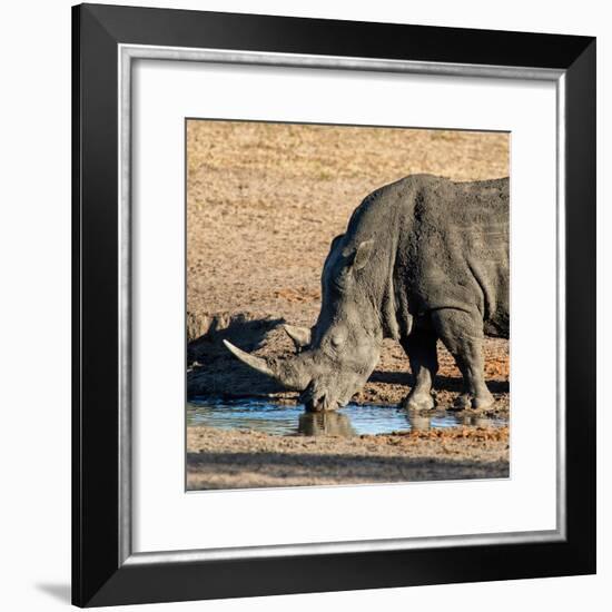 Awesome South Africa Collection Square - Black Rhino drinking from pool of water at Sunset-Philippe Hugonnard-Framed Photographic Print