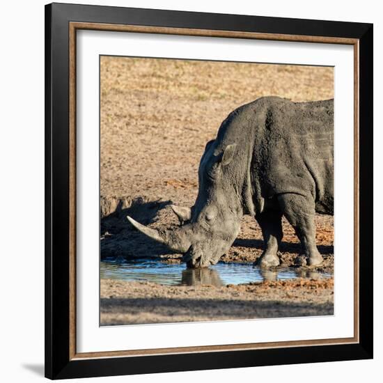 Awesome South Africa Collection Square - Black Rhino drinking from pool of water at Sunset-Philippe Hugonnard-Framed Photographic Print