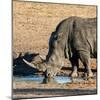 Awesome South Africa Collection Square - Black Rhino drinking from pool of water at Sunset-Philippe Hugonnard-Mounted Photographic Print