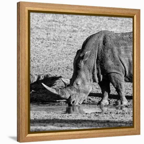 Awesome South Africa Collection Square - Black Rhino drinking from pool of water-Philippe Hugonnard-Framed Premier Image Canvas