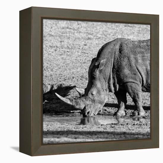 Awesome South Africa Collection Square - Black Rhino drinking from pool of water-Philippe Hugonnard-Framed Premier Image Canvas