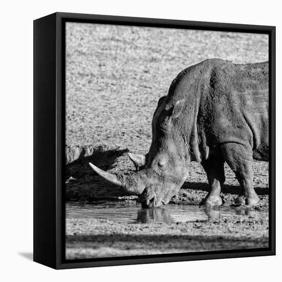Awesome South Africa Collection Square - Black Rhino drinking from pool of water-Philippe Hugonnard-Framed Premier Image Canvas