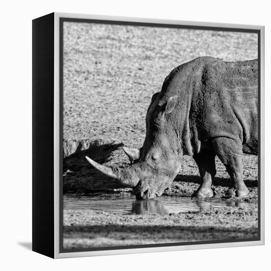 Awesome South Africa Collection Square - Black Rhino drinking from pool of water-Philippe Hugonnard-Framed Premier Image Canvas