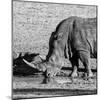 Awesome South Africa Collection Square - Black Rhino drinking from pool of water-Philippe Hugonnard-Mounted Photographic Print