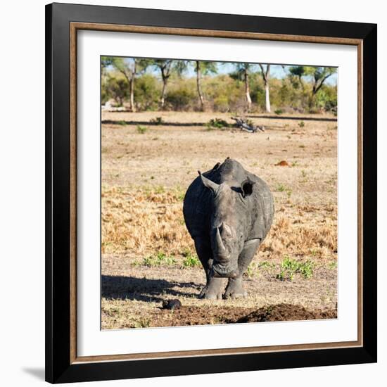 Awesome South Africa Collection Square - Black Rhino-Philippe Hugonnard-Framed Photographic Print