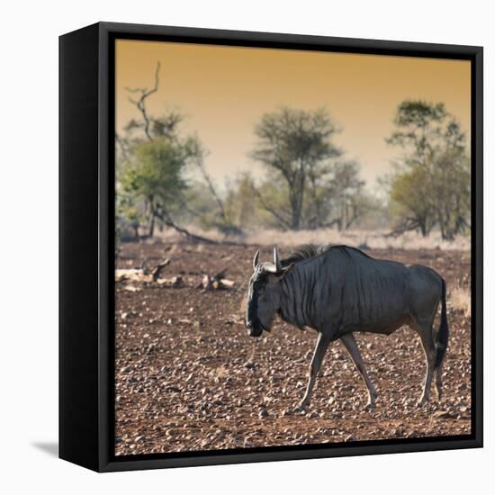 Awesome South Africa Collection Square - Blue Wildebeest walking at Sunset-Philippe Hugonnard-Framed Premier Image Canvas