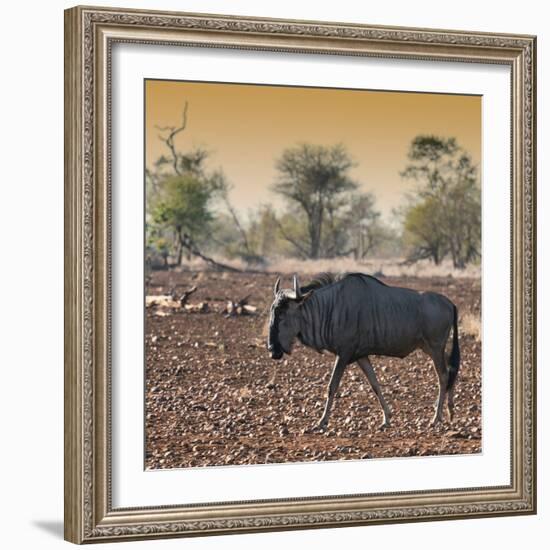 Awesome South Africa Collection Square - Blue Wildebeest walking at Sunset-Philippe Hugonnard-Framed Photographic Print