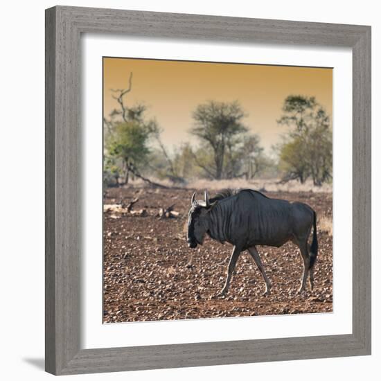 Awesome South Africa Collection Square - Blue Wildebeest walking at Sunset-Philippe Hugonnard-Framed Photographic Print