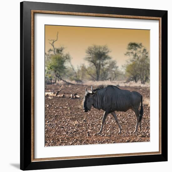 Awesome South Africa Collection Square - Blue Wildebeest walking at Sunset-Philippe Hugonnard-Framed Photographic Print