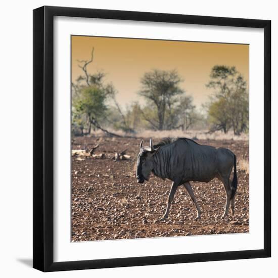 Awesome South Africa Collection Square - Blue Wildebeest walking at Sunset-Philippe Hugonnard-Framed Photographic Print