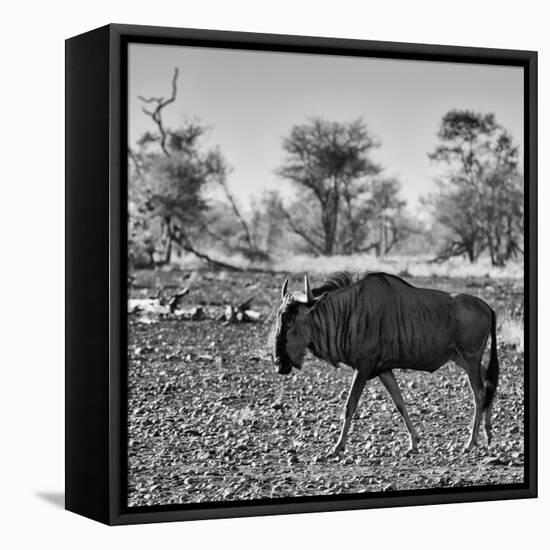 Awesome South Africa Collection Square - Blue Wildebeest walking-Philippe Hugonnard-Framed Premier Image Canvas