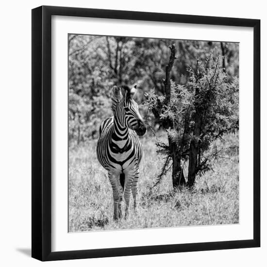 Awesome South Africa Collection Square - Burchell's Zebra B&W-Philippe Hugonnard-Framed Photographic Print