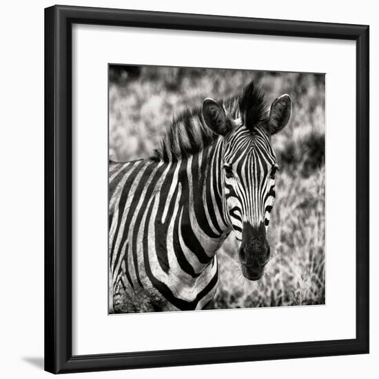 Awesome South Africa Collection Square - Burchell's Zebra Portrait II Sepia-Philippe Hugonnard-Framed Photographic Print