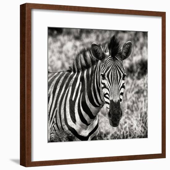 Awesome South Africa Collection Square - Burchell's Zebra Portrait II Sepia-Philippe Hugonnard-Framed Photographic Print