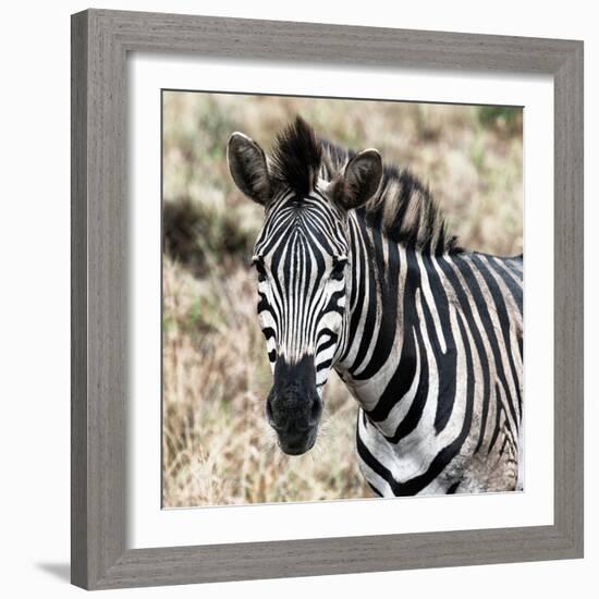 Awesome South Africa Collection Square - Burchell's Zebra Portrait II-Philippe Hugonnard-Framed Photographic Print