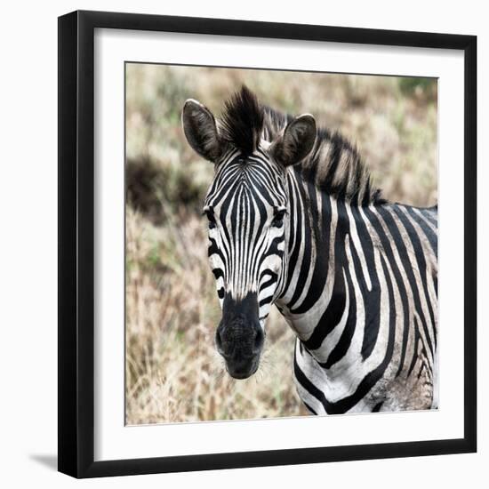 Awesome South Africa Collection Square - Burchell's Zebra Portrait II-Philippe Hugonnard-Framed Photographic Print