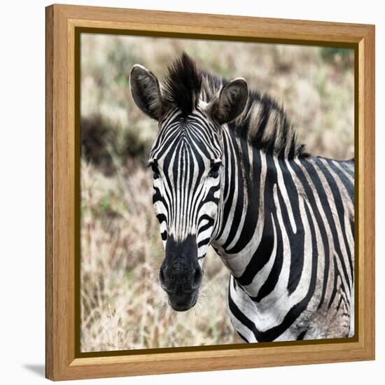 Awesome South Africa Collection Square - Burchell's Zebra Portrait II-Philippe Hugonnard-Framed Premier Image Canvas