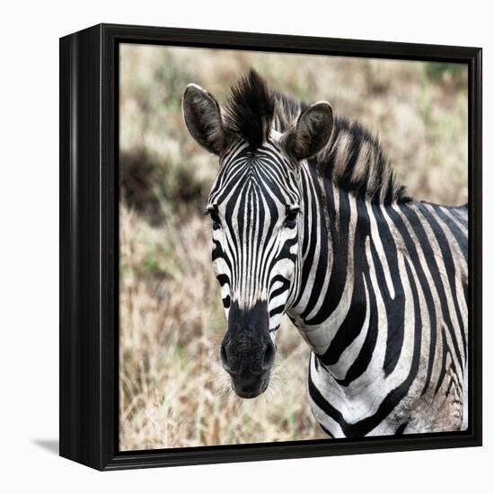 Awesome South Africa Collection Square - Burchell's Zebra Portrait II-Philippe Hugonnard-Framed Premier Image Canvas