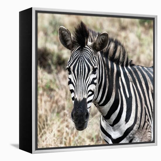 Awesome South Africa Collection Square - Burchell's Zebra Portrait II-Philippe Hugonnard-Framed Premier Image Canvas