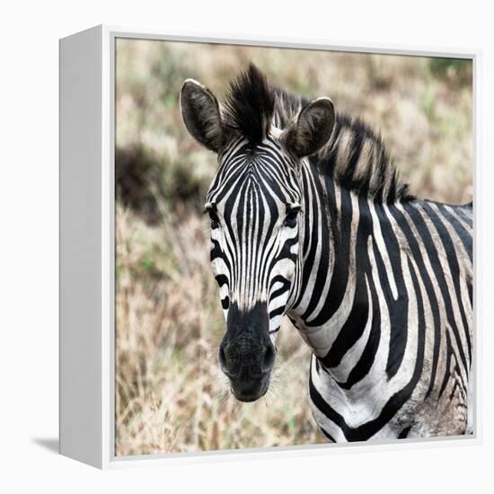 Awesome South Africa Collection Square - Burchell's Zebra Portrait II-Philippe Hugonnard-Framed Premier Image Canvas