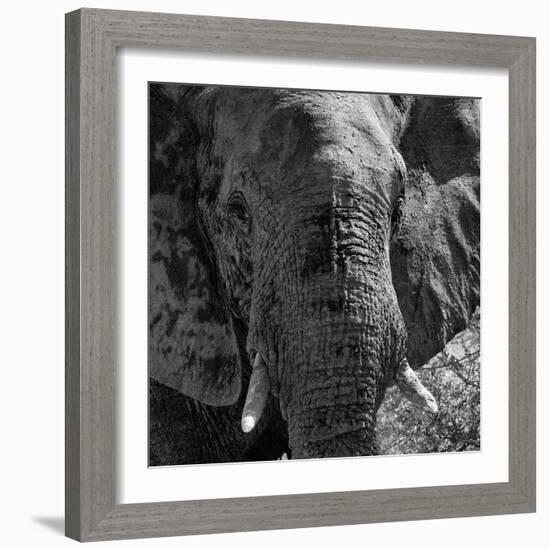 Awesome South Africa Collection Square - Close-Up of African Elephant B&W-Philippe Hugonnard-Framed Photographic Print