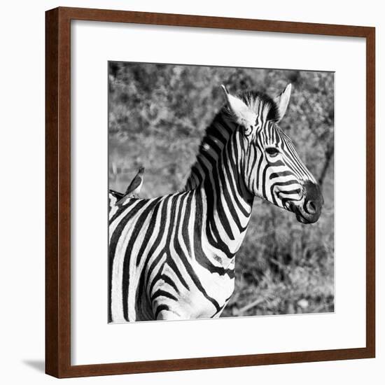 Awesome South Africa Collection Square - Close-Up of Burchell's Zebra with Oxpecker B&W-Philippe Hugonnard-Framed Photographic Print