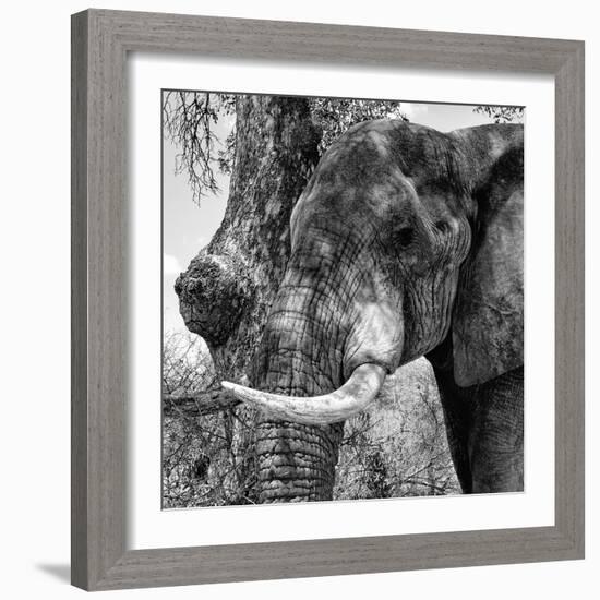 Awesome South Africa Collection Square - Close-Up of Elephant B&W-Philippe Hugonnard-Framed Photographic Print