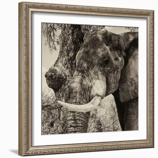 Awesome South Africa Collection Square - Close-Up of Elephant Sepia-Philippe Hugonnard-Framed Photographic Print