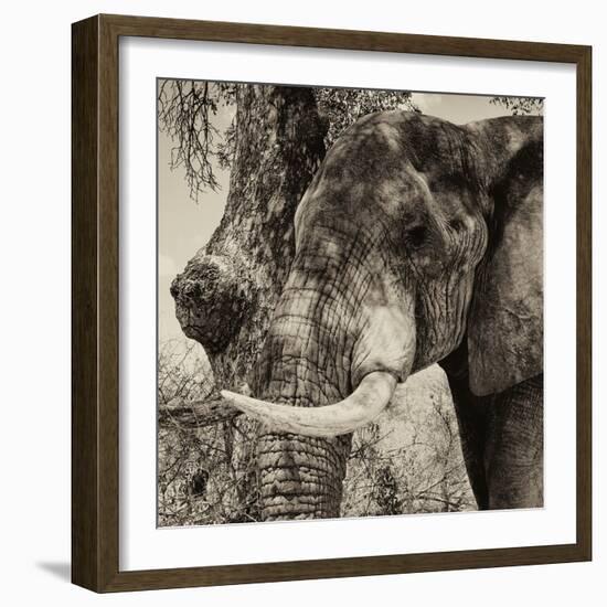 Awesome South Africa Collection Square - Close-Up of Elephant Sepia-Philippe Hugonnard-Framed Photographic Print