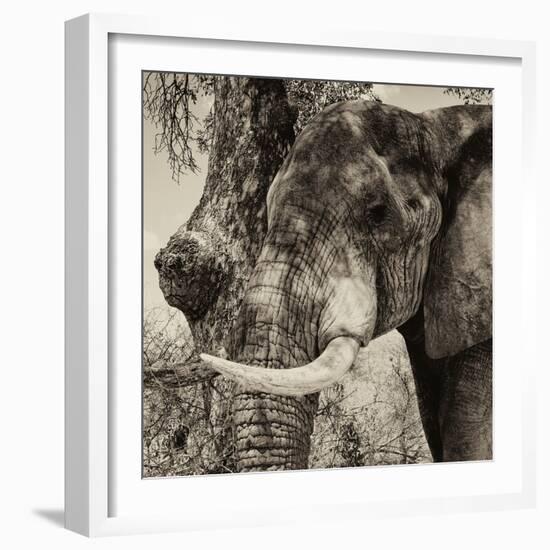 Awesome South Africa Collection Square - Close-Up of Elephant Sepia-Philippe Hugonnard-Framed Photographic Print