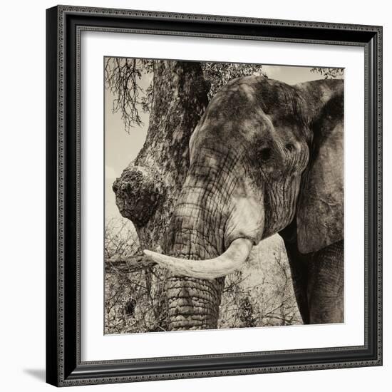 Awesome South Africa Collection Square - Close-Up of Elephant Sepia-Philippe Hugonnard-Framed Photographic Print
