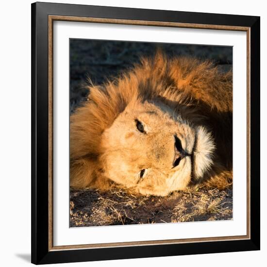 Awesome South Africa Collection Square - Close-Up of Lion Sleeping-Philippe Hugonnard-Framed Photographic Print