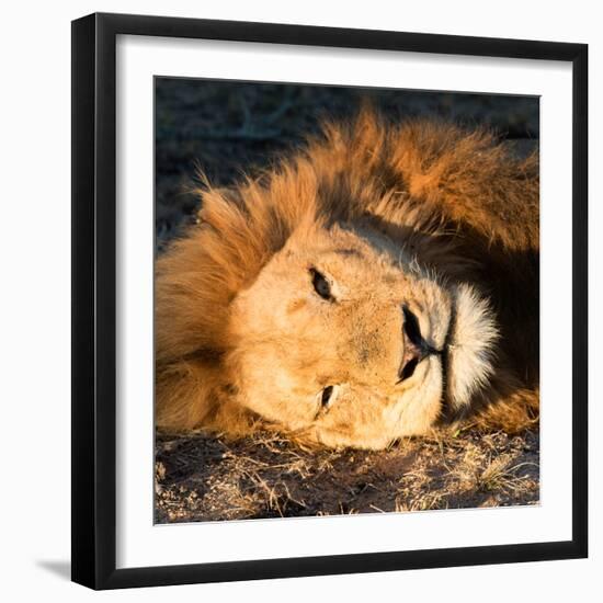 Awesome South Africa Collection Square - Close-Up of Lion Sleeping-Philippe Hugonnard-Framed Photographic Print