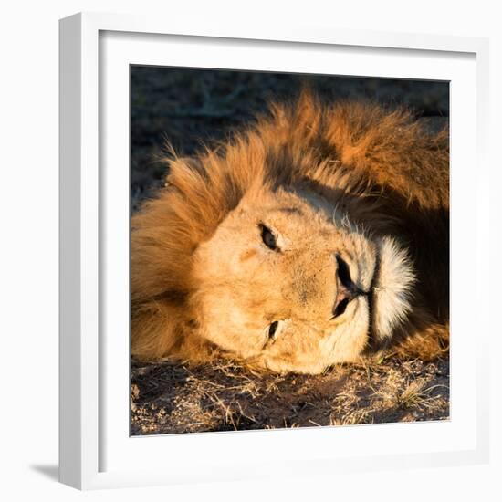 Awesome South Africa Collection Square - Close-Up of Lion Sleeping-Philippe Hugonnard-Framed Photographic Print