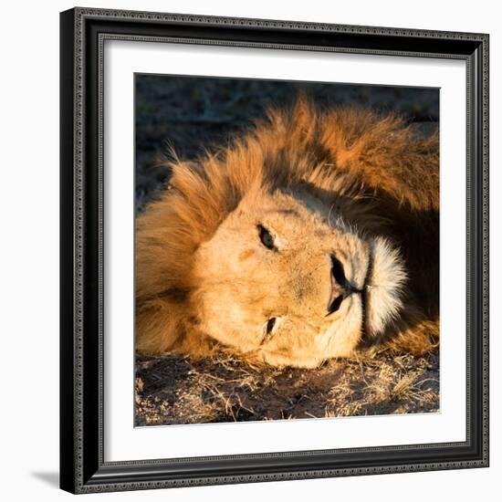 Awesome South Africa Collection Square - Close-Up of Lion Sleeping-Philippe Hugonnard-Framed Photographic Print