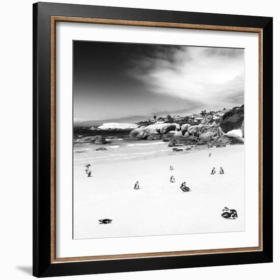 Awesome South Africa Collection Square - Colony of Penguins B&W-Philippe Hugonnard-Framed Photographic Print