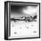 Awesome South Africa Collection Square - Colony of Penguins B&W-Philippe Hugonnard-Framed Photographic Print