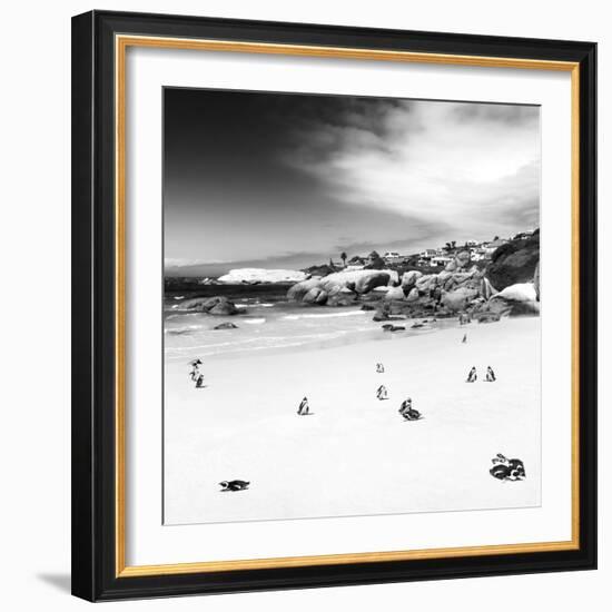 Awesome South Africa Collection Square - Colony of Penguins B&W-Philippe Hugonnard-Framed Photographic Print