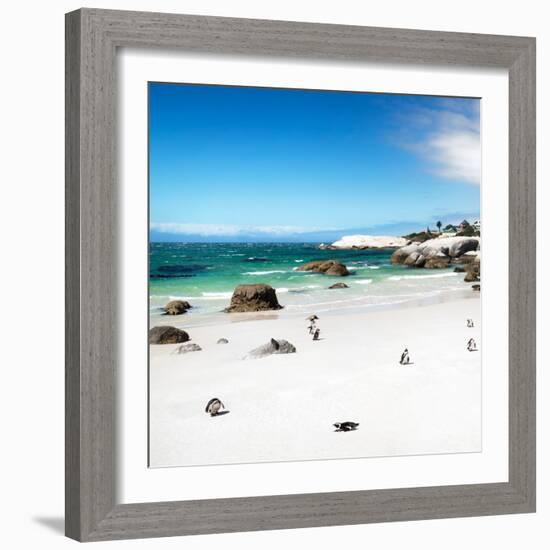 Awesome South Africa Collection Square - Colony of Penguins II-Philippe Hugonnard-Framed Photographic Print