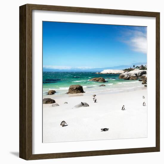 Awesome South Africa Collection Square - Colony of Penguins II-Philippe Hugonnard-Framed Photographic Print