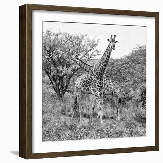 Awesome South Africa Collection Square - Crossing Giraffes B&W-Philippe Hugonnard-Framed Photographic Print