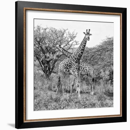 Awesome South Africa Collection Square - Crossing Giraffes B&W-Philippe Hugonnard-Framed Photographic Print