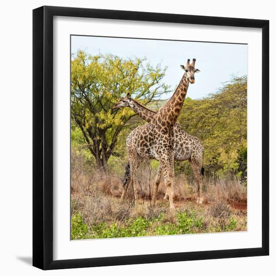 Awesome South Africa Collection Square - Crossing Giraffes-Philippe Hugonnard-Framed Photographic Print