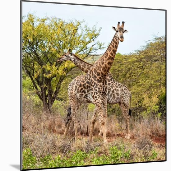 Awesome South Africa Collection Square - Crossing Giraffes-Philippe Hugonnard-Mounted Photographic Print