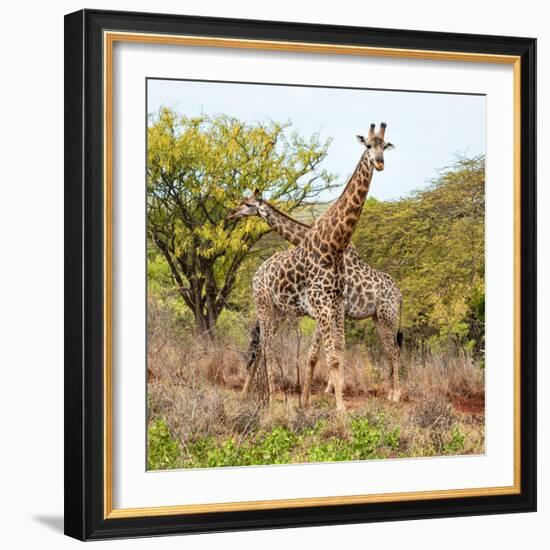 Awesome South Africa Collection Square - Crossing Giraffes-Philippe Hugonnard-Framed Photographic Print