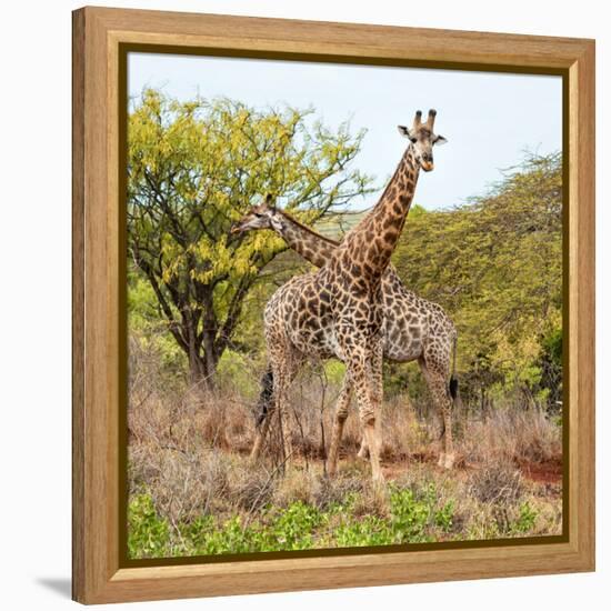 Awesome South Africa Collection Square - Crossing Giraffes-Philippe Hugonnard-Framed Premier Image Canvas