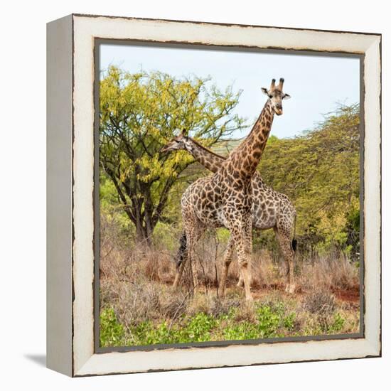 Awesome South Africa Collection Square - Crossing Giraffes-Philippe Hugonnard-Framed Premier Image Canvas