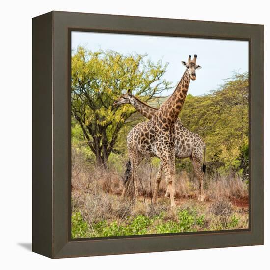 Awesome South Africa Collection Square - Crossing Giraffes-Philippe Hugonnard-Framed Premier Image Canvas