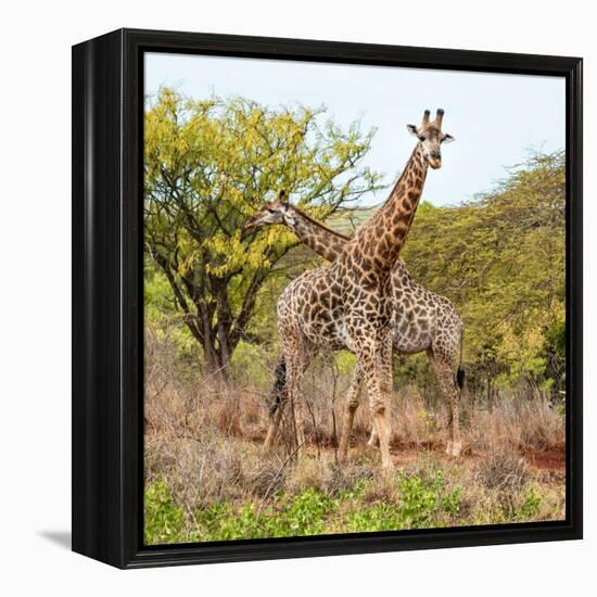 Awesome South Africa Collection Square - Crossing Giraffes-Philippe Hugonnard-Framed Premier Image Canvas